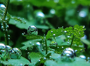 Hydrocotyle tripartita