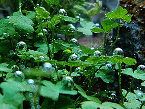 Hydrocotyle tripartita