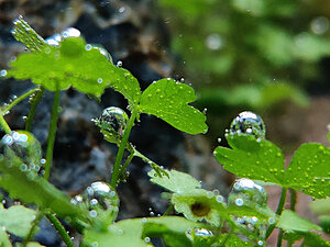 Hydrocotyle tripartita