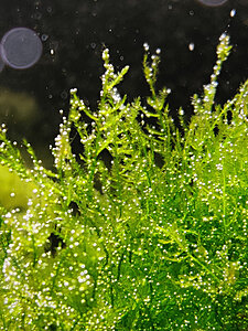 Taiwan moss
