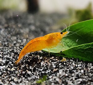 Orange Sakura i lilla karet