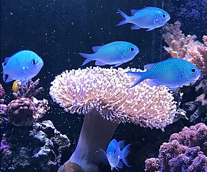 Chromis