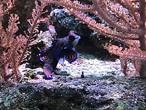 Mandarinfisk