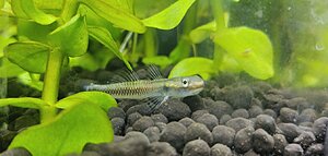 stiphodon sp. / undio blue