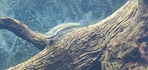 stiphodon sp. / undio blue