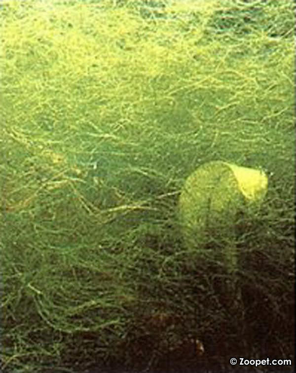 om alger