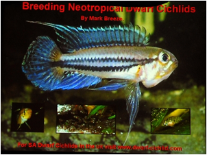 /bilder/data/697/medium/003_Breeze_Apistogramma_breeding_0062.jpg