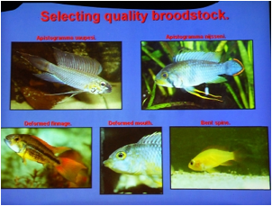 /bilder/data/697/medium/003_Breeze_Apistogramma_breeding_0067.jpg