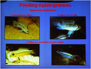 /bilder/data/697/medium/003_Breeze_Apistogramma_breeding_0076.jpg