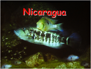 /bilder/data/697/medium/004_Heijns_Nicaragua_0096.jpg