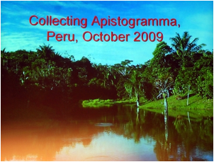 /bilder/data/697/medium/006_Breeze_Collecting_Apistogramma_Peru_0174.jpg