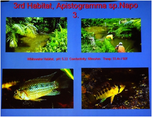 /bilder/data/697/medium/006_Breeze_Collecting_Apistogramma_Peru_0193.jpg