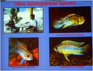 /bilder/data/697/medium/006_Breeze_Collecting_Apistogramma_Peru_0202.jpg