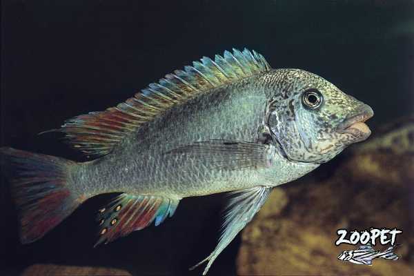 <i>Petrochromis</i> sp. 'texas kipili' 