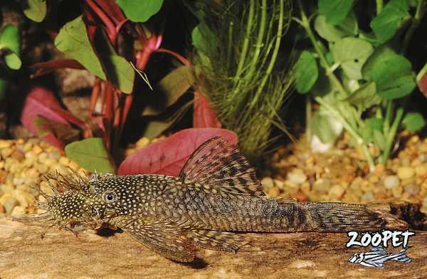 <i>Ancistrus</i> sp.