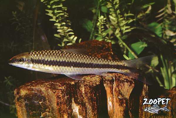 <i>Crossocheilus</i> <i>oblongus</i>