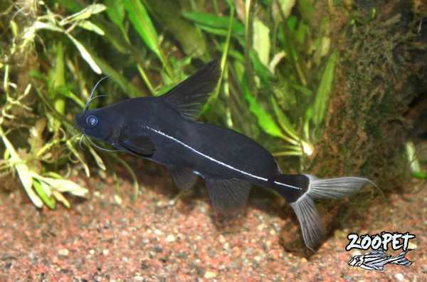 <i>Bagrichthys</i> <i>macracanthus</i>