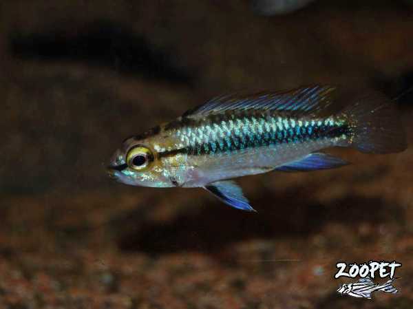<i>Apistogramma</i> <i>trifasciata</i>