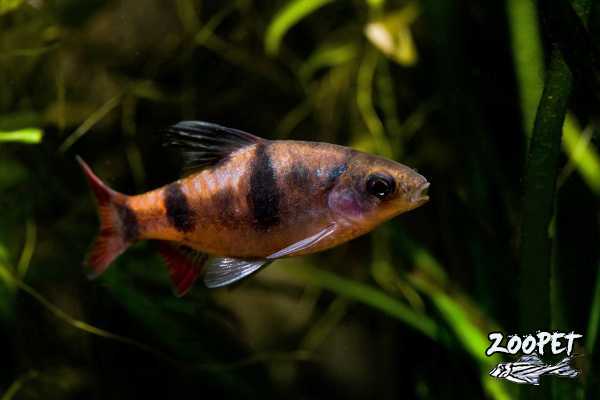 <i>Puntius</i> <i>sahyadriensis</i>