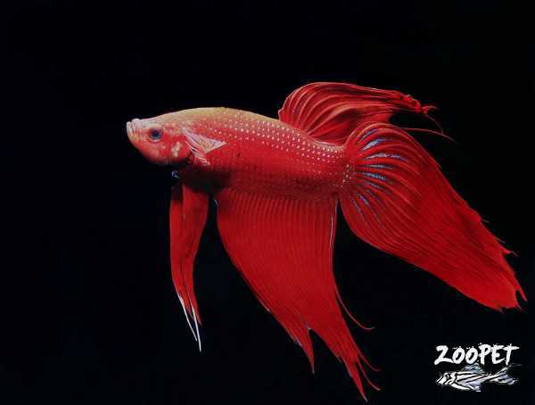 <i>Betta</i> <i>splendens</i>