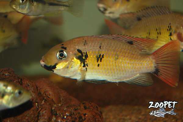<i>Sarotherodon</i> <i>melanotheron</i>