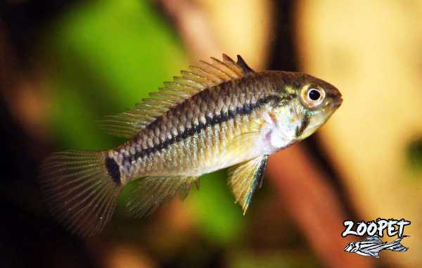 <i>Apistogramma</i> sp. 'wangenflecken'