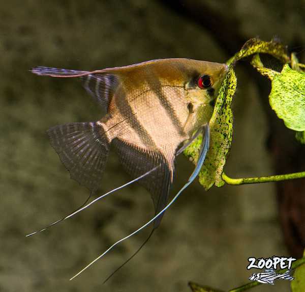 <i>Pterophyllum</i> <i>scalare</i>
