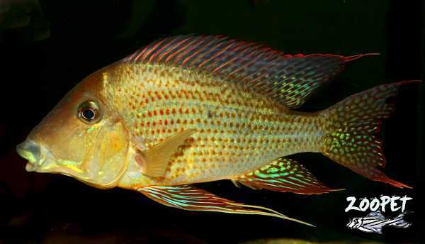 <i>Geophagus</i> <i>neambi</i>