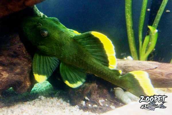 <i>Baryancistrus</i> <i>chrysolomus</i>