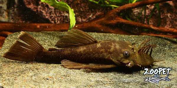 <i>Ancistrus</i> sp. 'L338'