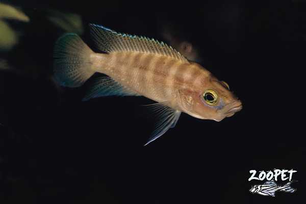 <i>Neolamprologus</i> <i>prochilus</i>