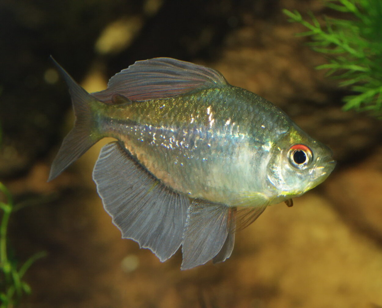 Diamanttetra