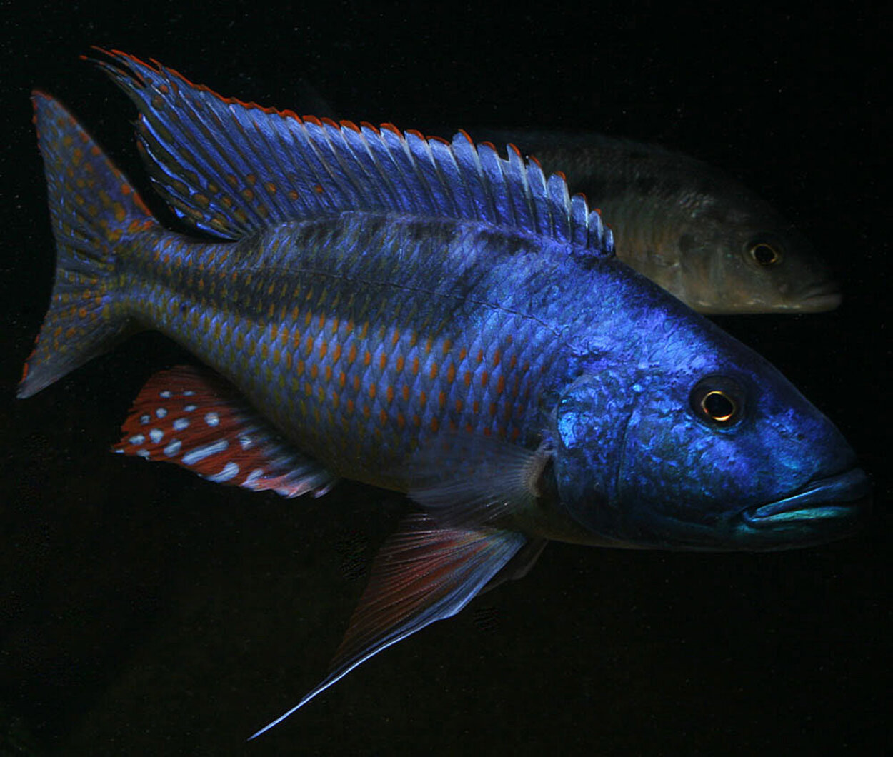 Champsochromis spilorhynchus