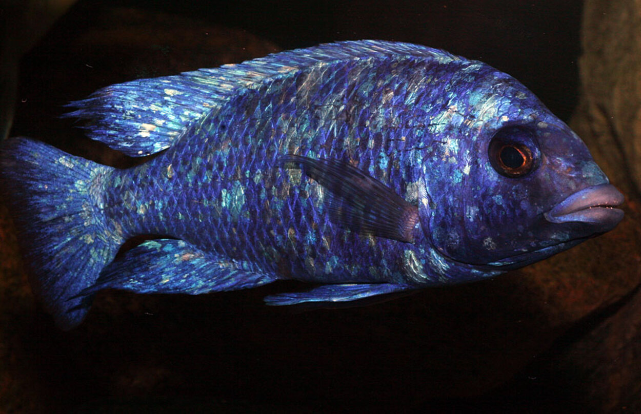 Placidochromis sp. "phenochilus tanzania", Lupingu