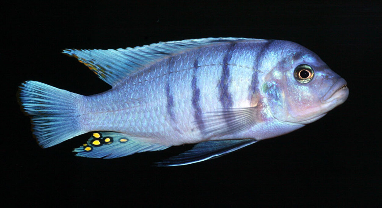 Metriaclima zebra, Hara