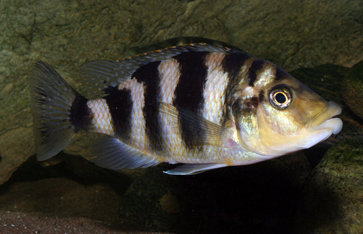 Placidochromis milomo