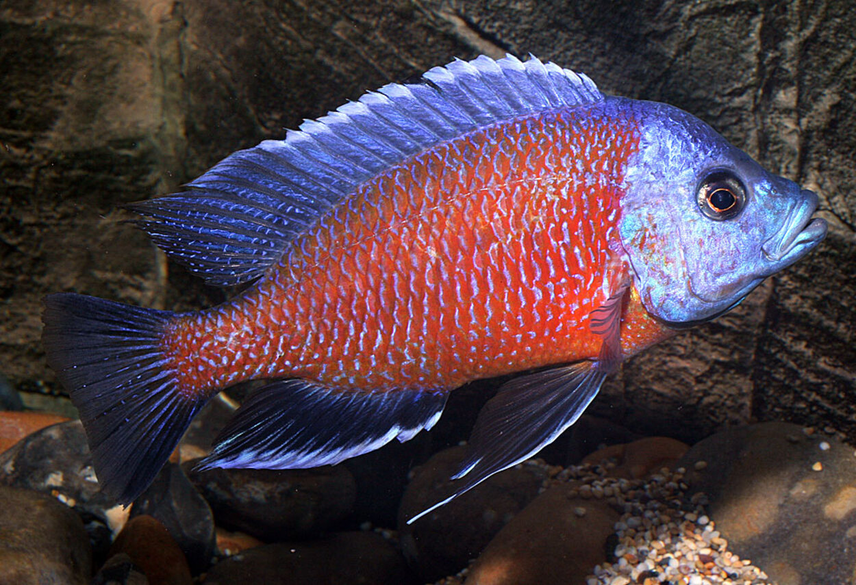 Copadichromis borleyi, Kadango