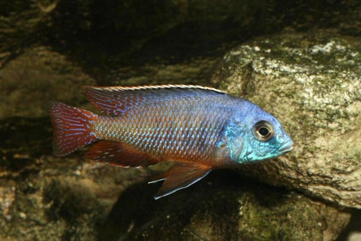 Protomelas taeniolatus, Namalenje Island