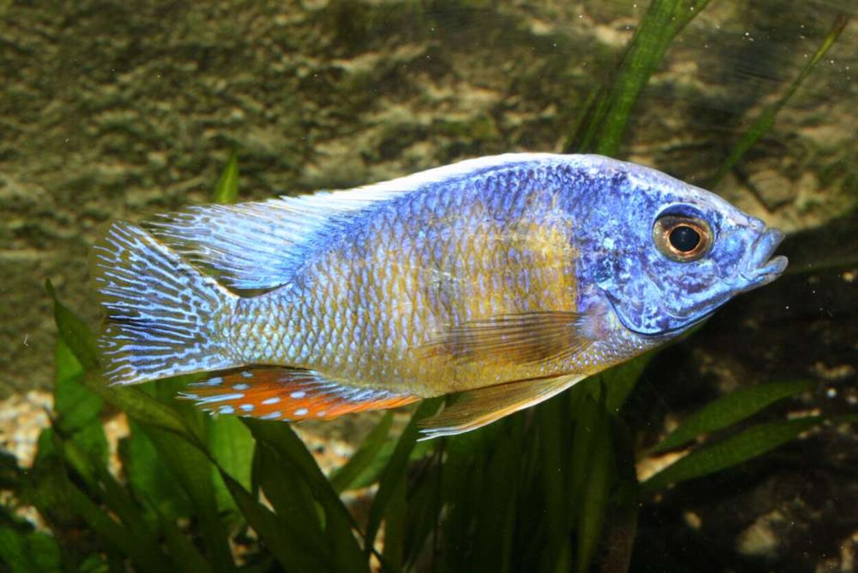 Protomelas sp. "steveni taiwan", Taiwan Reef