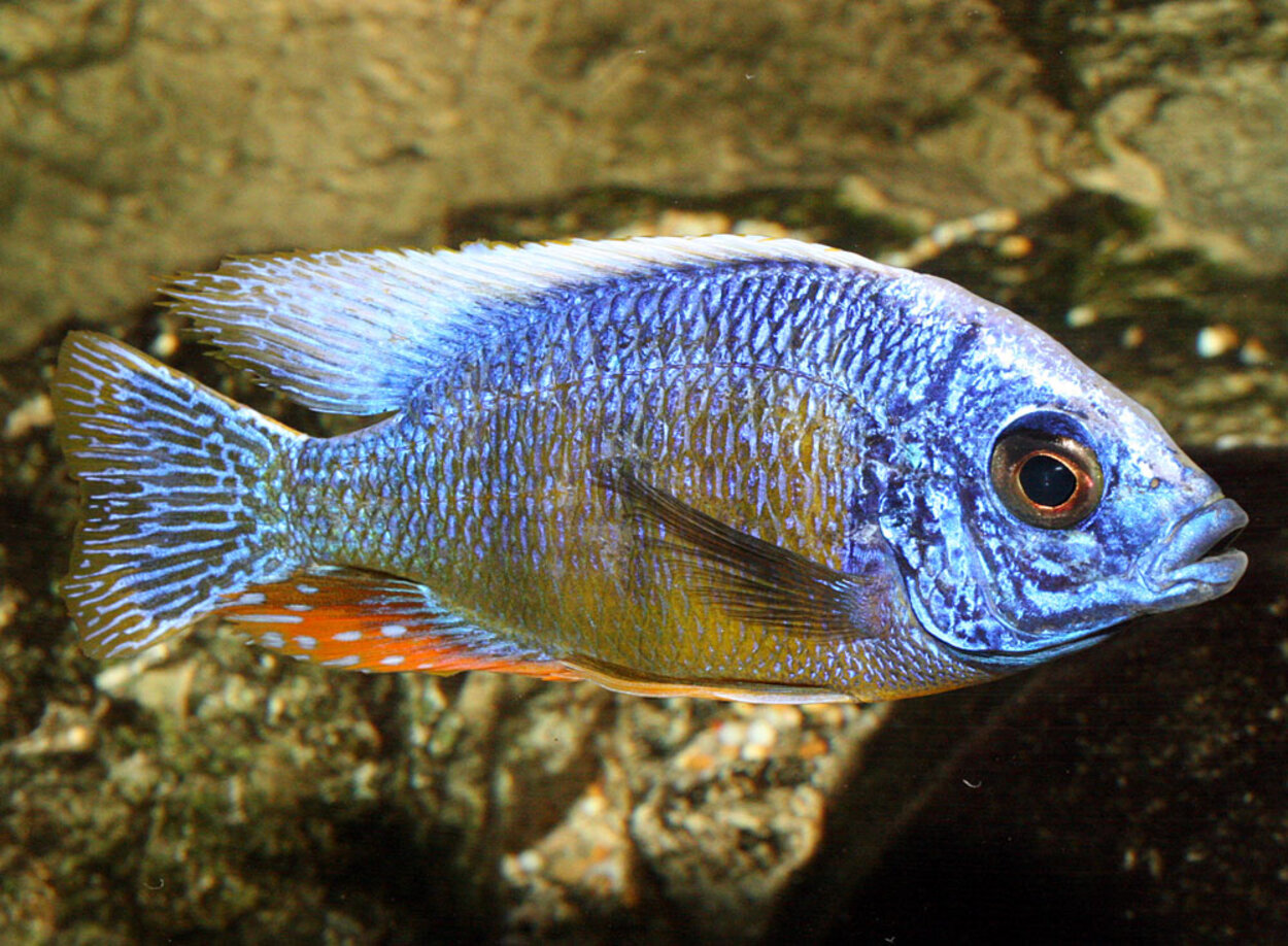 Protomelas sp. "steveni taiwan", Taiwan Reef