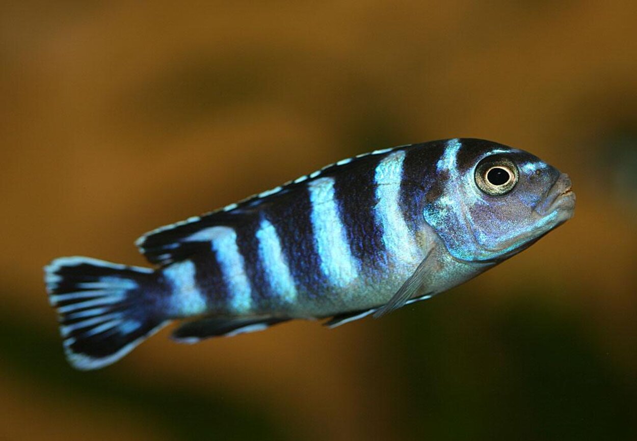 Pseudotropheus demasoni