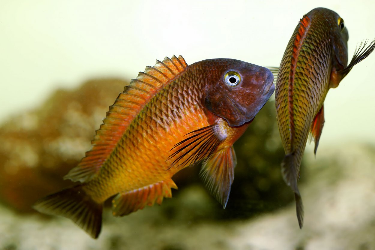 Tropheus moorii, Nkamba