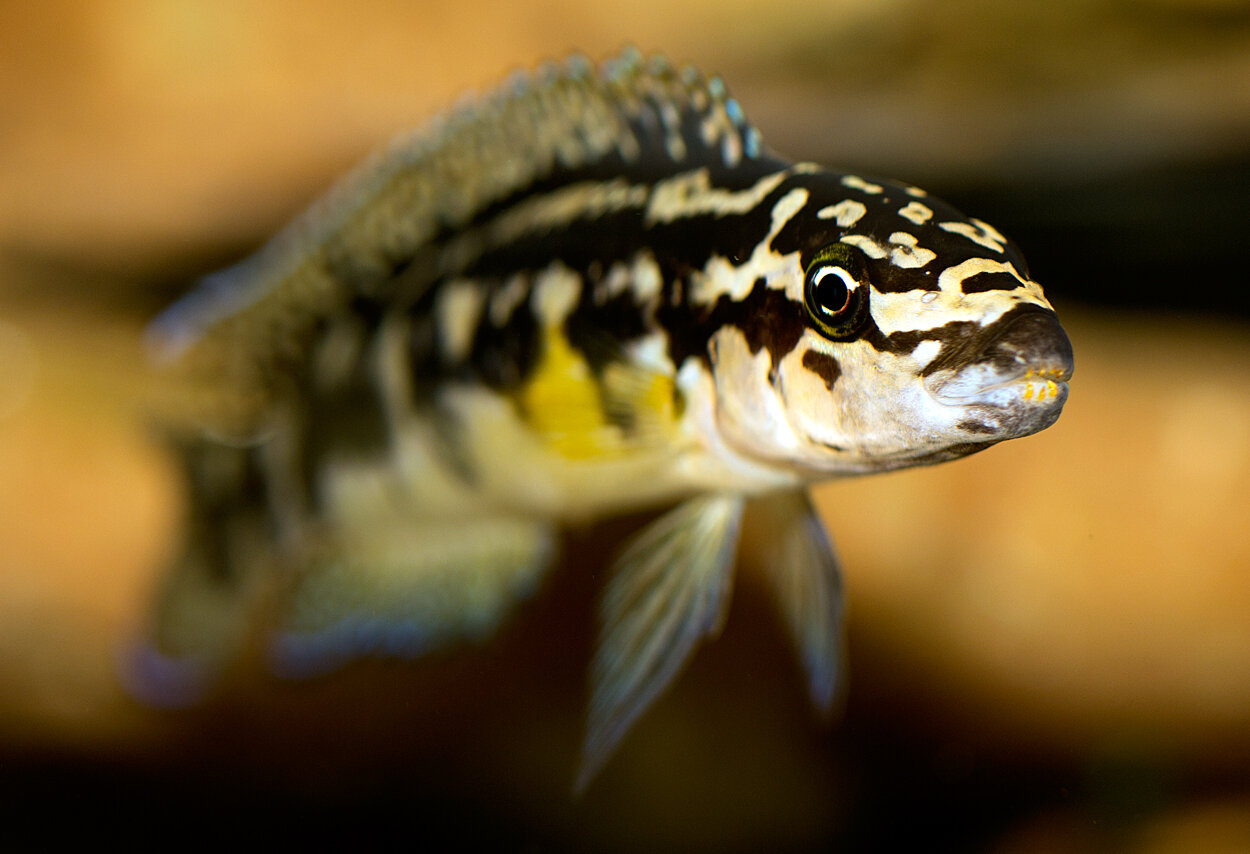 Julidochromis åäö test