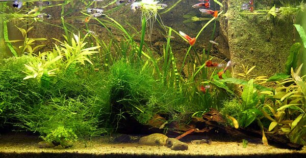 Mitt low-tech akvarium