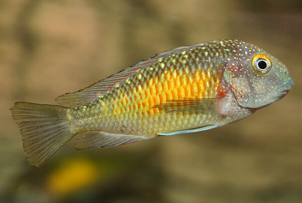 Tropheus moorii, Bärnsten