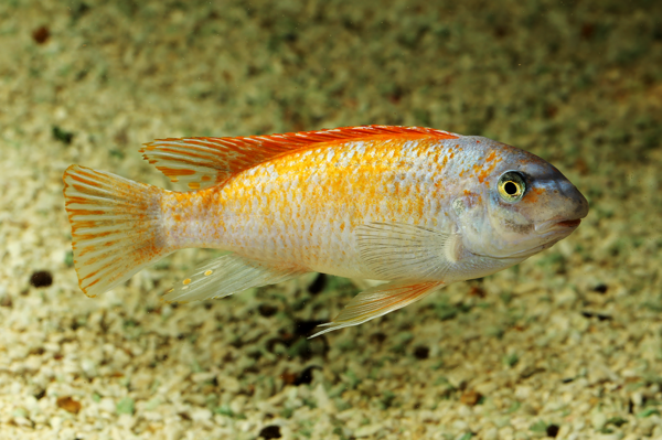 Labeotropheus trewavasae