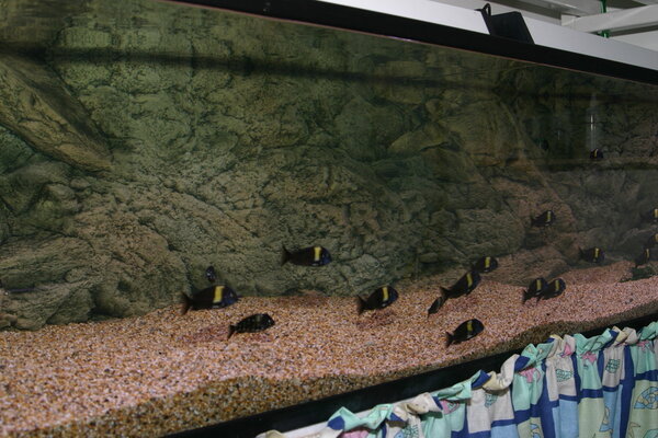 Tropheus akvarium