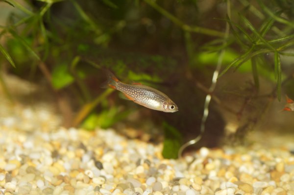 Galaxyrasbora