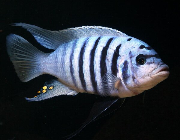 Metriaclima zebra, Maisoni