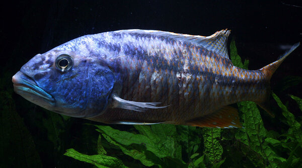 Aristochromis christyi